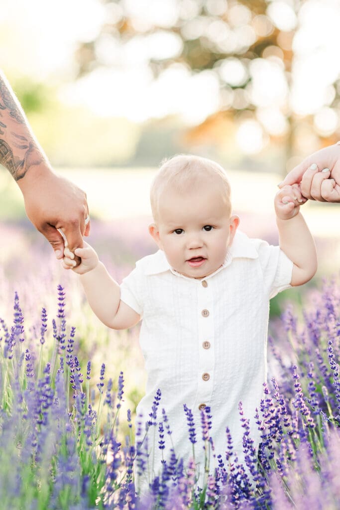 allaire lavender farm